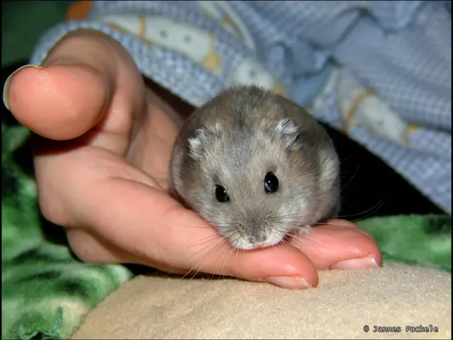 Perception in Mice: Understanding Their Visual World