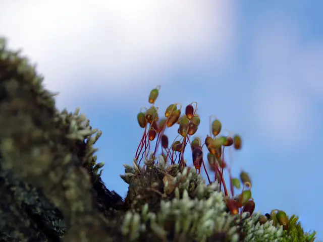 Collaboration of Observation, Simulation, and Artificial Intelligence Unveils a Clarlified Cosmos