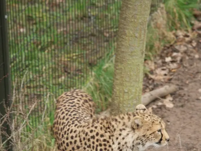 Guide released by researchers detailing procedures for generating hybrid mouse-human embryos