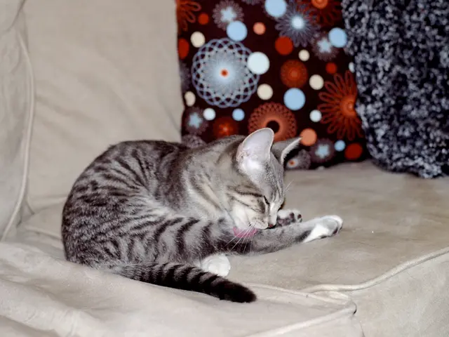 Managing Stress for Feline Friends: Vital in Overcoming Litter Box Issues