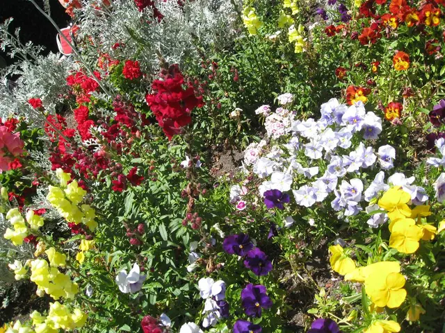 Versatile and vibrant blossoms suited for any garden, these flowers thrive under various growing...