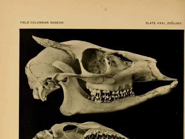 Vegas Imaging applied in daily practice: Mirroring cases and detailed examination