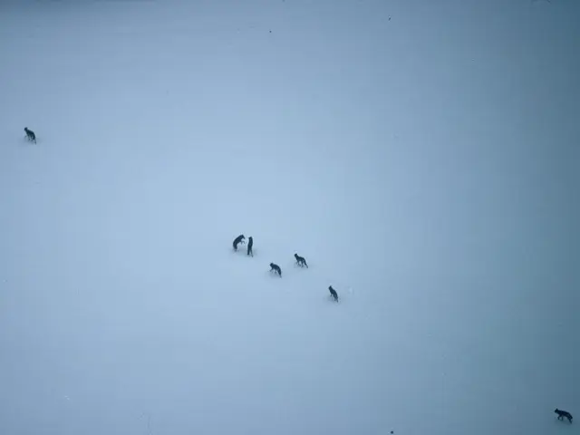 Winter Storm Slot: A Glimpse into the Wolf Fang Game