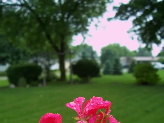 Pruning Tips and What to Avoid for Shrubs