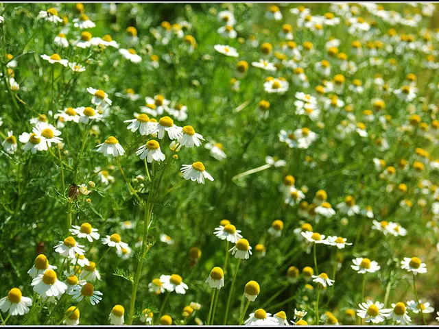 Travis Kelce discusses his engagement and offers guidance on planning a flawless proposal.