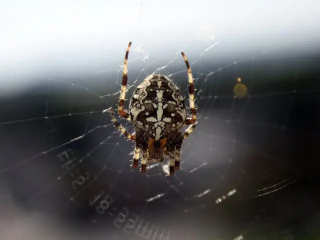 Camp Classic Gem: Madame Web Unforgettable Experience