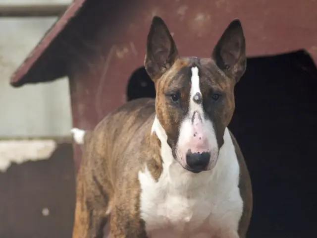 Stray Canine in Kötzting: Authorities Seeking Owner After Animal Goes Missing on the Streets