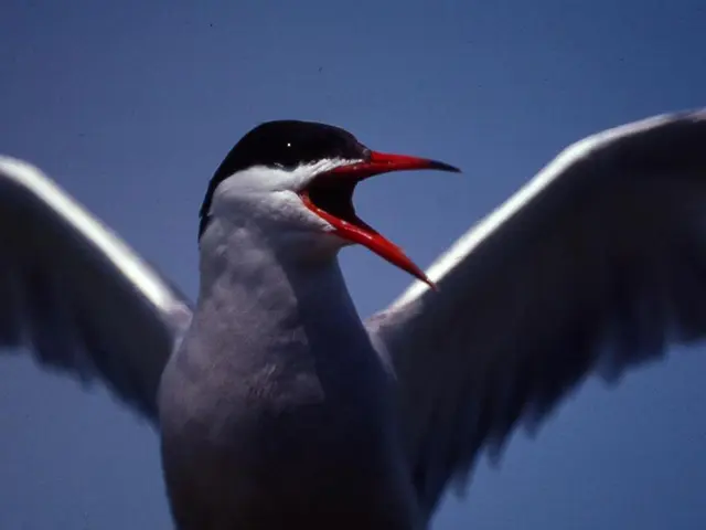 Vote for the 2026 Bird of the Year: Stand up for Nature's representation!