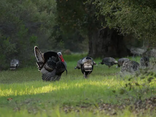Preparing a Full-sized Thanksgiving Turkey in a Cramped Cooking Space: A Step-by-Step Guide