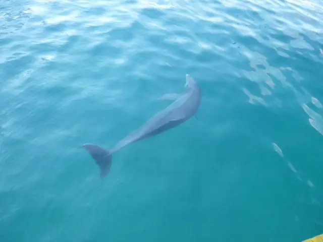 Discovered: Stranded dolphin fin on Baltic Sea shoreline