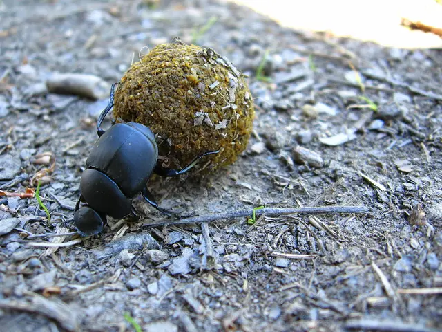Image of a Water Nymph from the Issus Species.