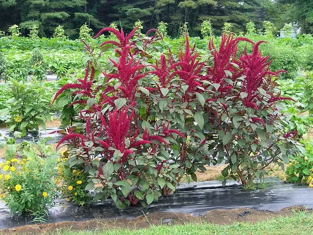 Subterranean Microbial Strategies for Superficial Vegetation Issues