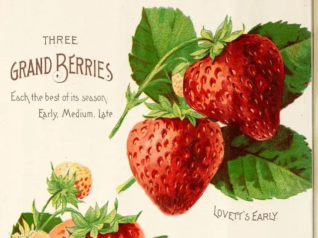 Booking a Holiday Package with Caledonian Travel