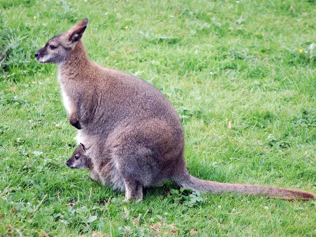 Kestin, woman associated with the Bird Park, alongside her young kangaroo offspring
