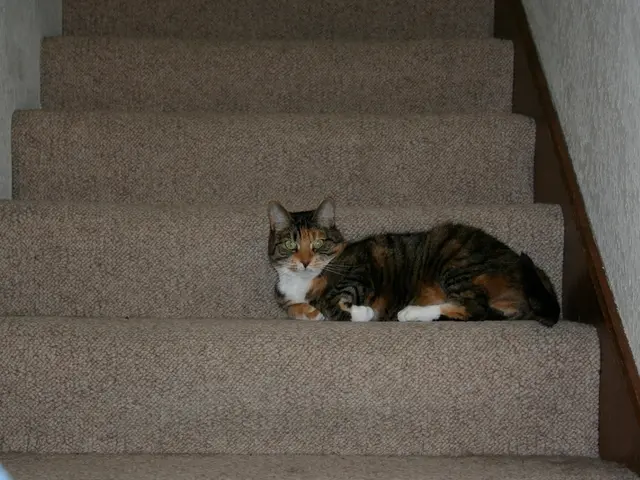 Clinic Tour with Kater Salabim for Small Patients: A Puzzle Adventure in Solingen Hospital