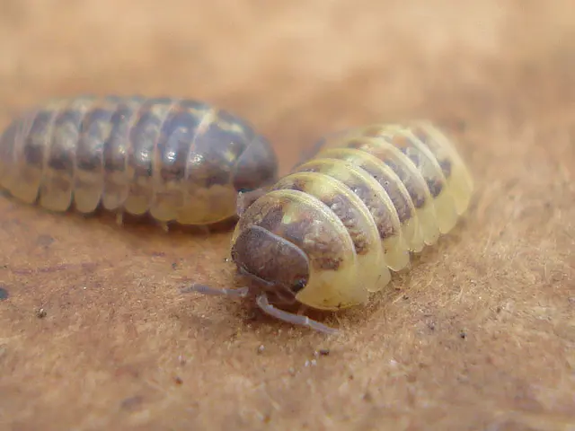 Comprehensive Guide on Edible Insects: In-Depth Insights into Insect Consumption