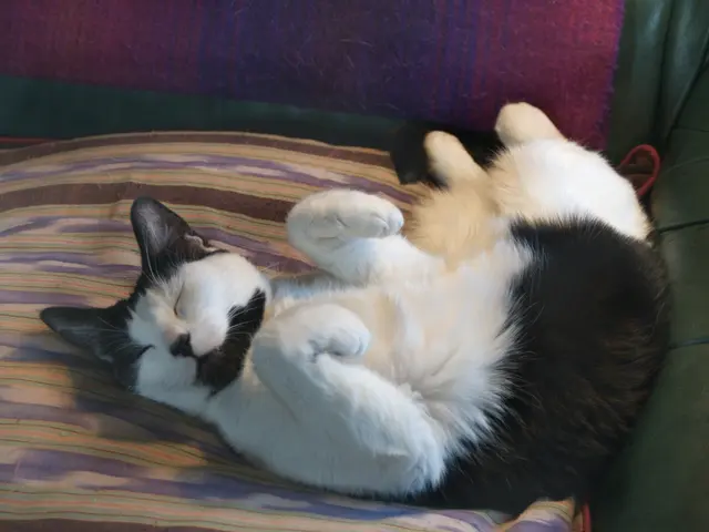 Cat Blanket Sucking: Veterinary Insights into 6 Common Causes and Remedies