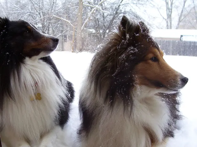 Essential Facts about the American Water Spaniel Breed