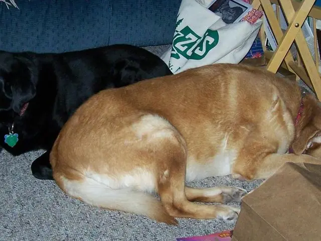 Reduce your dog's anxiety with these three brilliant strategies, shared by a seasoned canine...