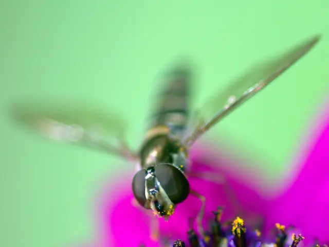 Bee Foraging Habits and Predilections in the Local Hive