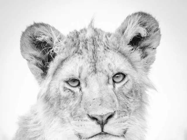 Soaring California Condors Embark on Journey