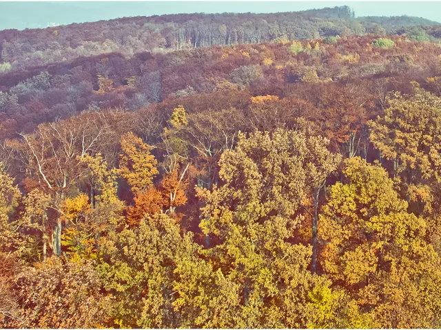 Tree Plantation Initiatives for Climate Change Mitigation