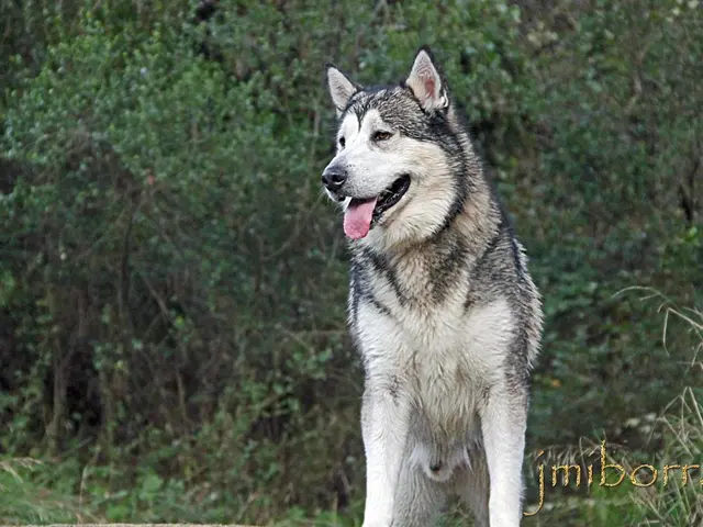 Illegally Shot Wolf Documented in Ilm County, According to Reports