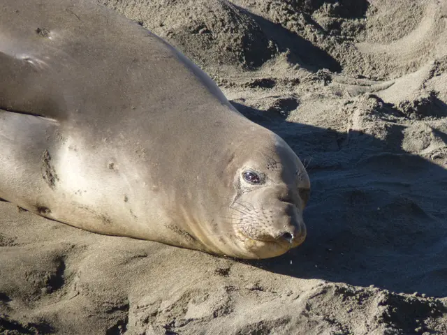 Unveiling Walrus' Web3 Data Platform's Hidden Capabilities, Thanks to Seal's Expertise