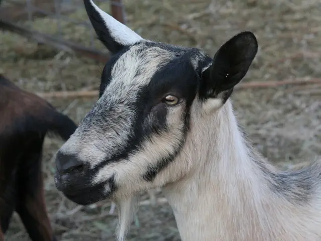 Goats' Diet Avoids Avocados and Rhubarb!