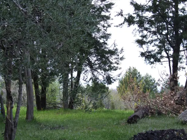 South Korea offers forest disaster management expertise to a Congolese delegation