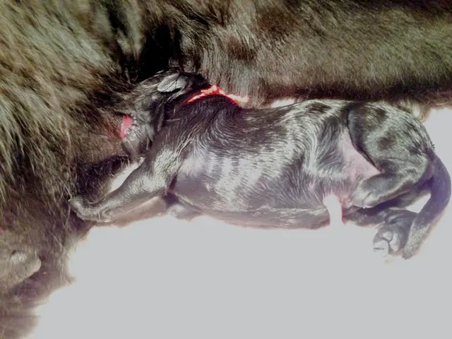 Identify the Connection: Which Cricket Teams Correspond to the Creatures in Their Titles - Tigers,...