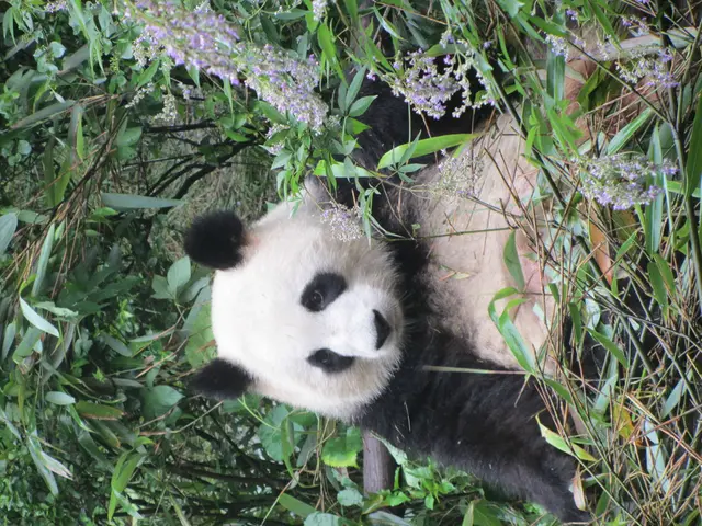 Red Panda Jinjin begins journey