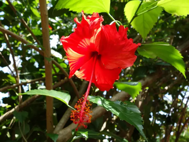 Scorching August Temperatures Persist