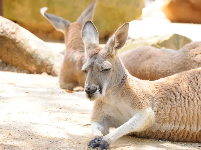 Game hunting seasons are set to commence in Kentucky for over a dozen species, with increased bear...