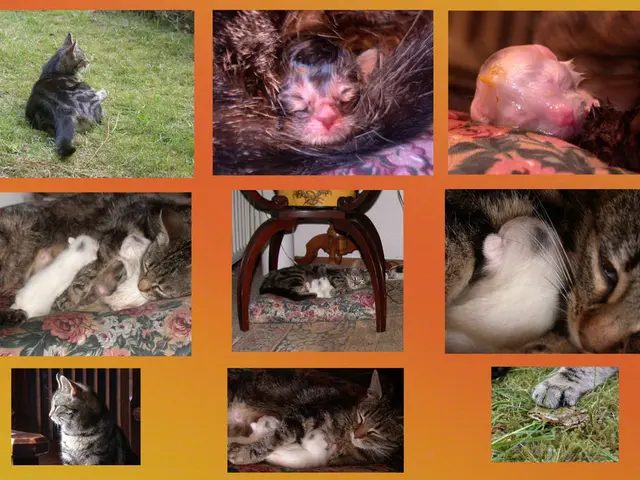 A catalog of 48 creatures whose names commence with the letter "S", featuring a variety of animal...