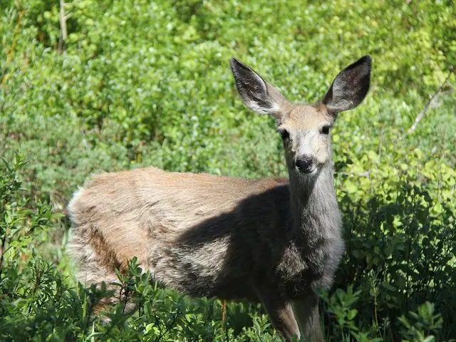 Soaring Deer Numbers in Nara Park Lead to Surge in Visitor Injuries