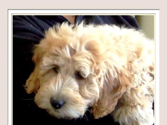 High Court Challenge by Jai Dehadrai Over Pet Dog Custody Dispute Decision Restriction, Opposing...