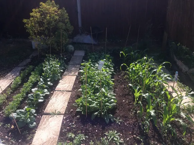 Investigation uncovers the enigmatic beginnings of the potato: findings suggest it originated from...