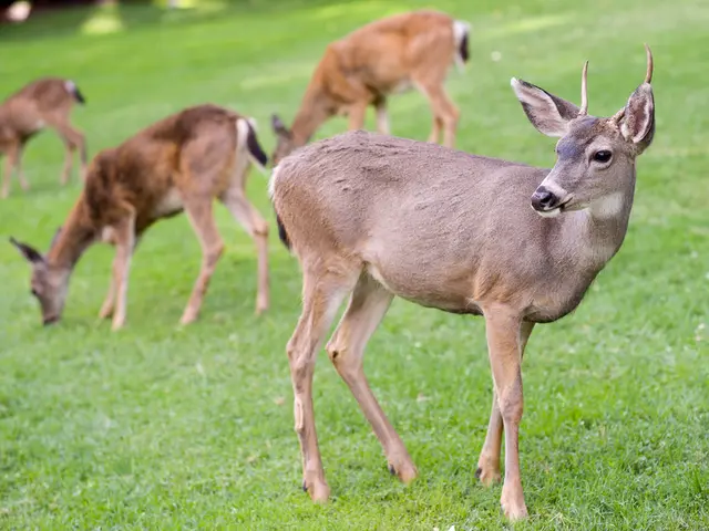 Deer Rutting Season and Autumn Scenery at Minsmere Discussed