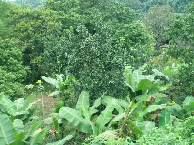 Sum of the greatest path between any pair of leaf nodes in a binary tree