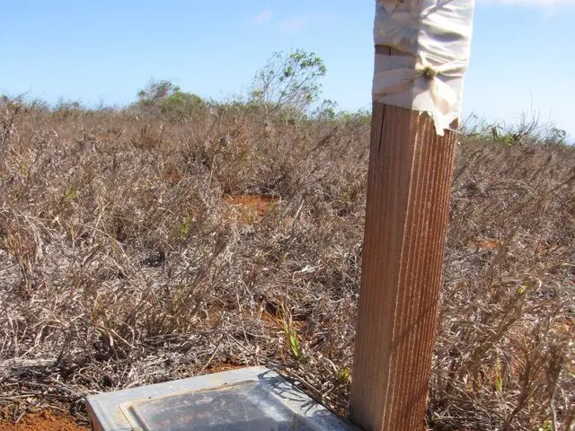 Early cosmos molded by magnetic fields minute compared to a refrigerator magnet's strength