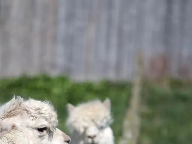 "Wolf expediency not necessary for sheep farming guild's livestock"