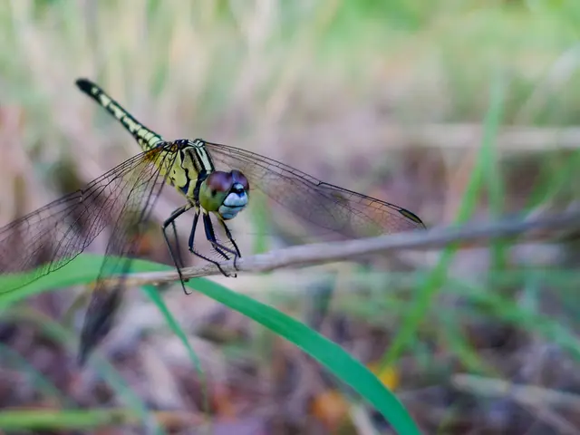 Gambling device themed after a hovering dragon in the sky.