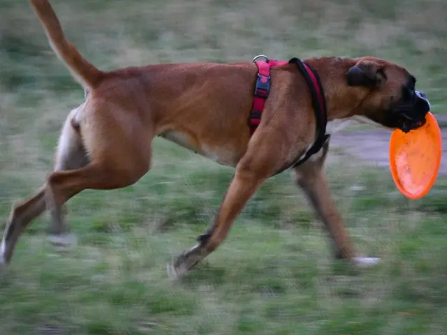 Competitors, including a canine, a gent and a woman, participating in a dog disc game close to...