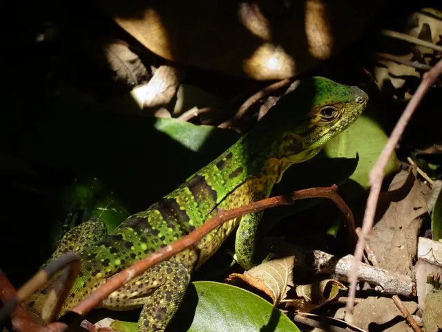 Söder is labeled as a "reprobate" by Green Party's Jette Nietzard.
