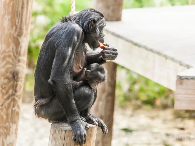 Closely-related primates to humans, with western chimpanzees being top contenders in this respect.