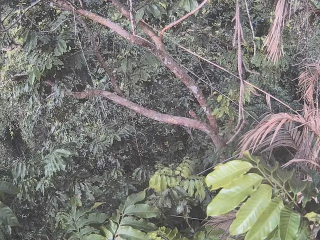 Carbon capture leads to palm oil-like fat production, marking a significant breakthrough in...