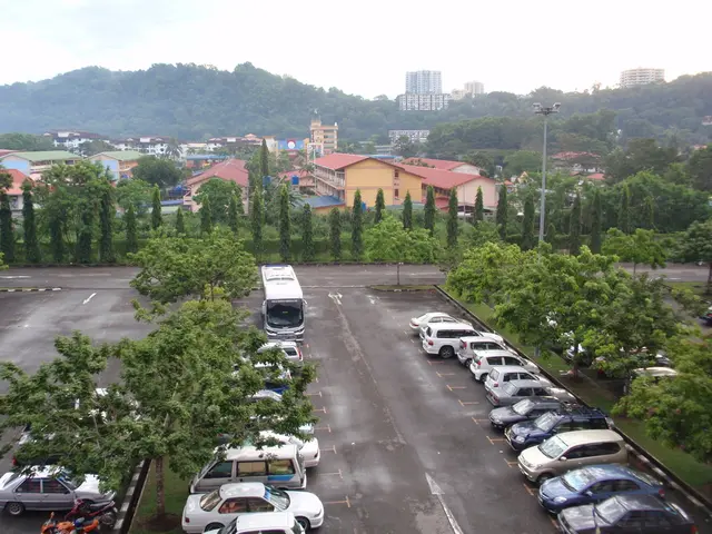 Tree maintenance tasks scheduled for the town hall's vicinity commencing 1st of September