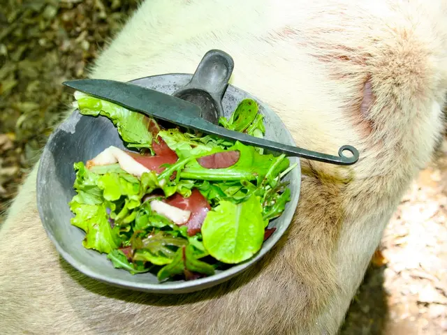 Intestinal Villi: Anatomy Focus