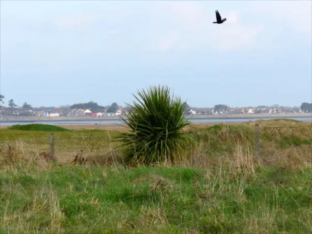 Falconry in Bergian Region